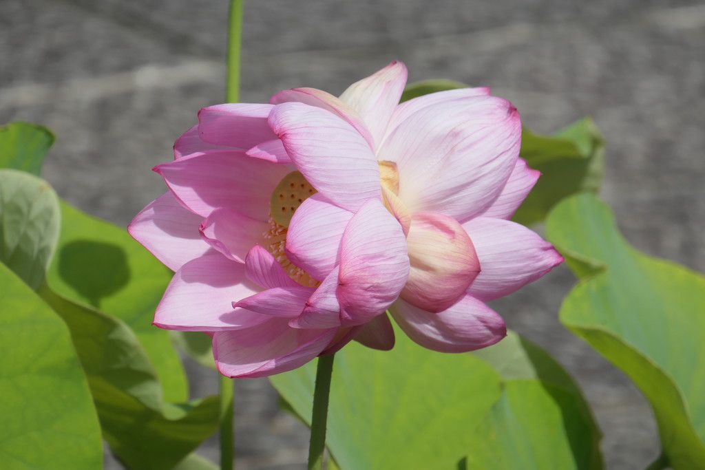 双頭連の花